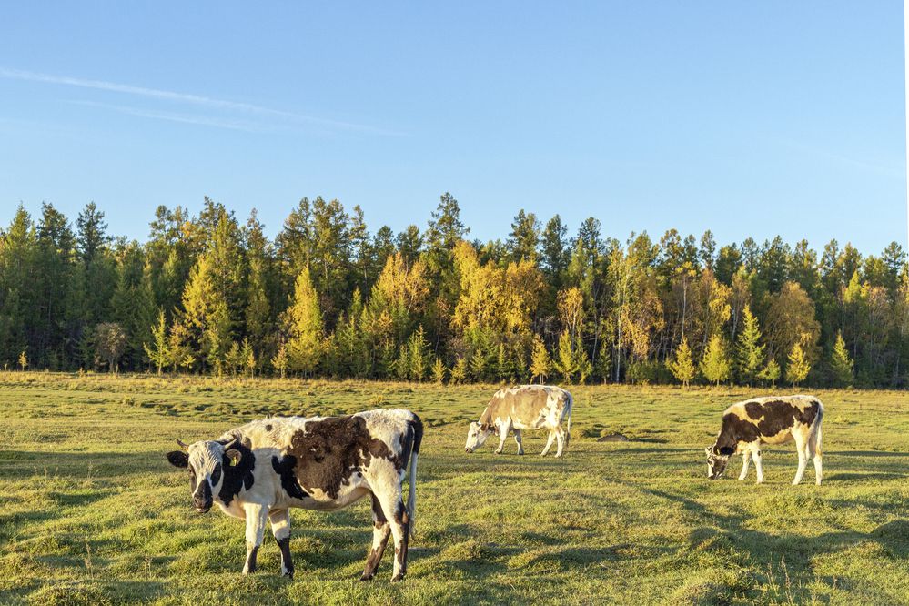 У осеннего леса.