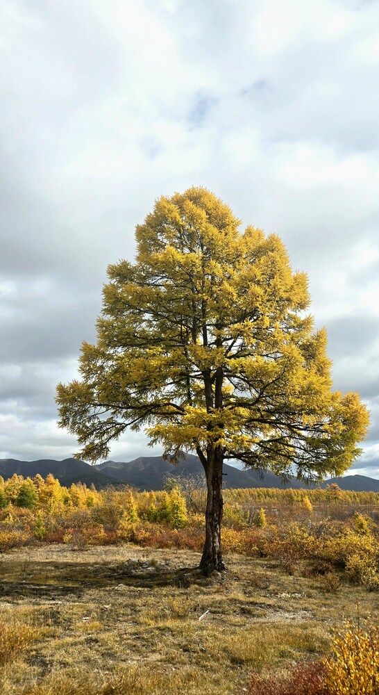 Photograph by Лариса Ким