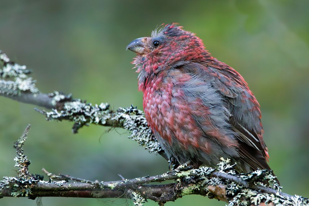 Photograph by Alexei Kriptozoy