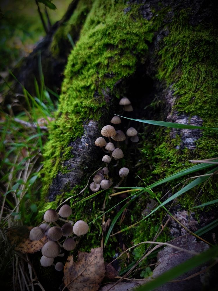 Photo #12561269