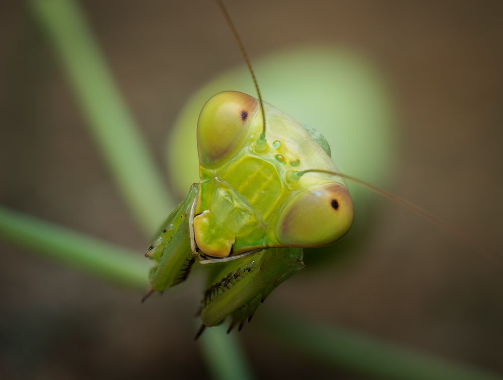 Mantis