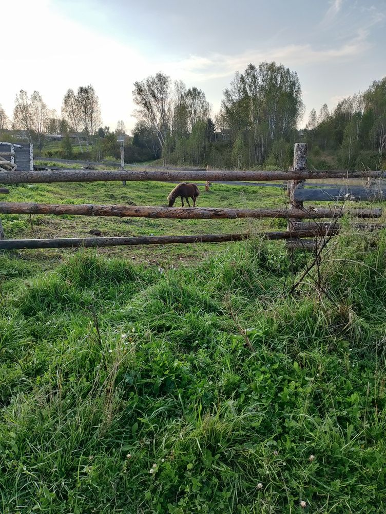 Photo #12561360