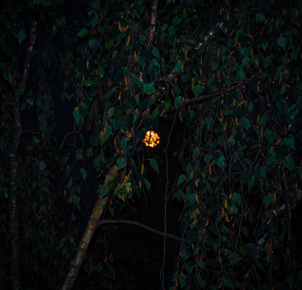 Photograph by Дайана