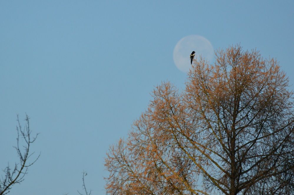 Фотография автора Елена Максимова