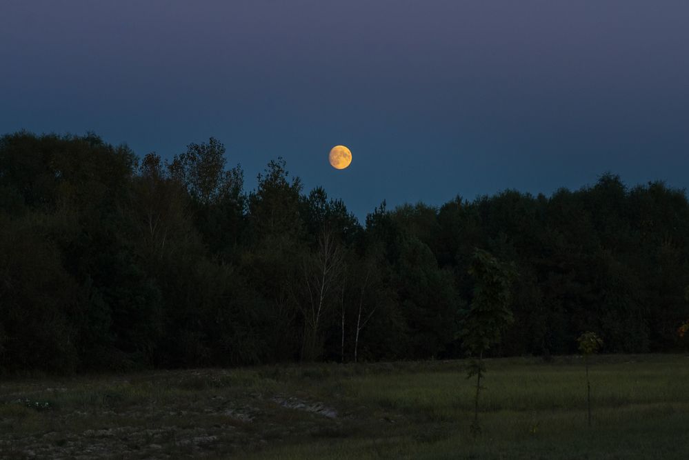 Фотография автора Алёна Подгорная