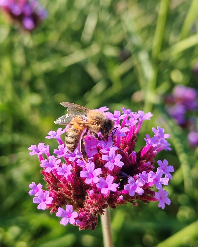 Photograph by Альбина Майкова