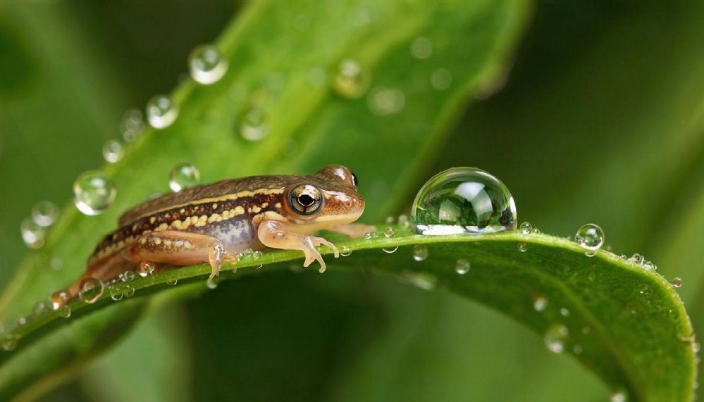 Головастик и капли росы