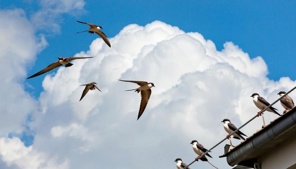 Стрижи в облаках