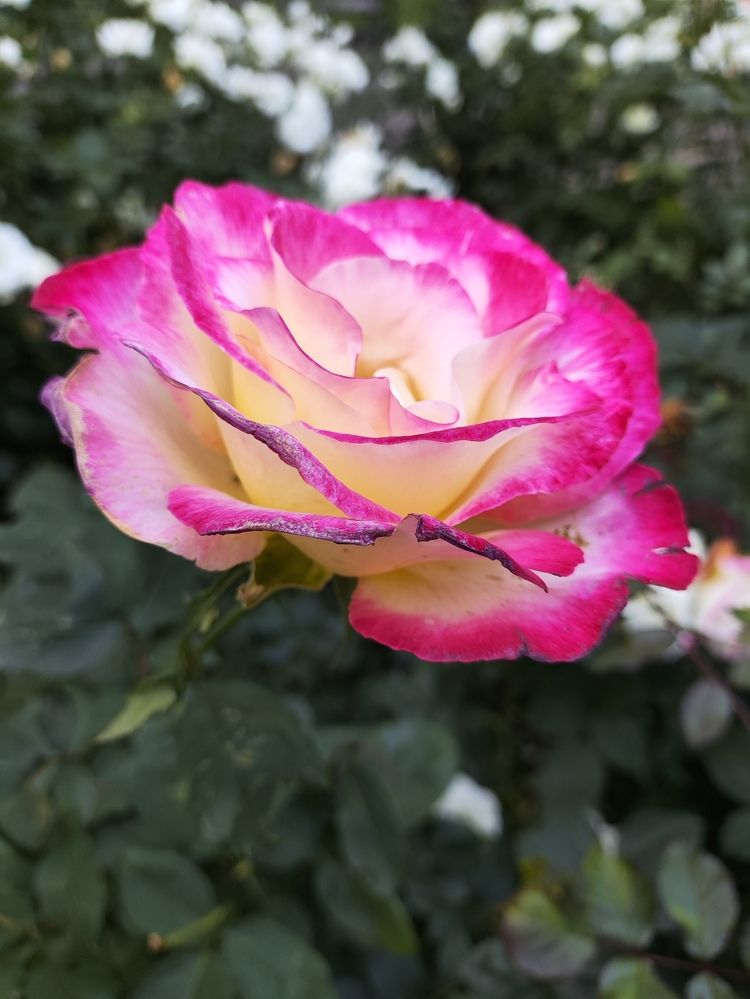 Photograph by Татьяна Пьянзина