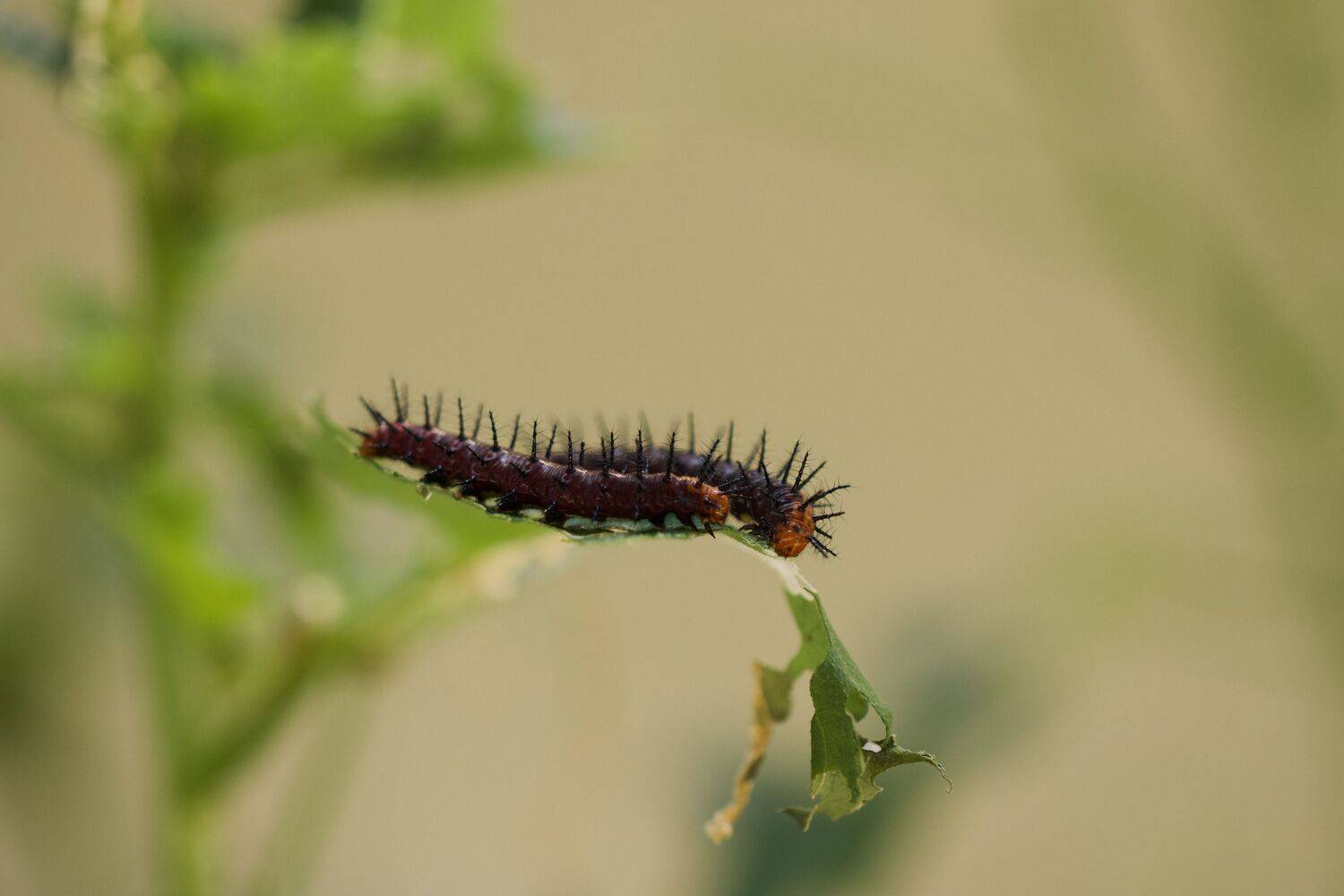 Фотография #12563383