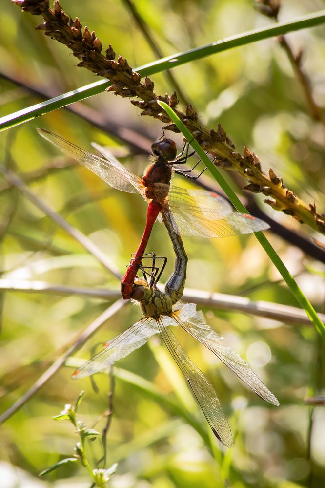 Photograph by Светлана Верзилина