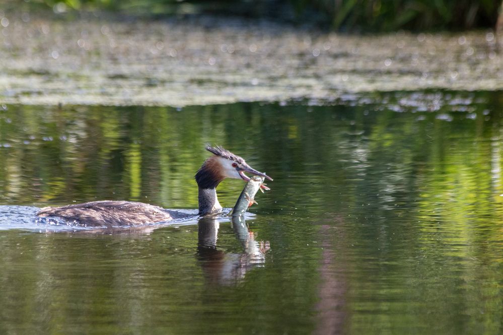 Photograph by Светлана Верзилина