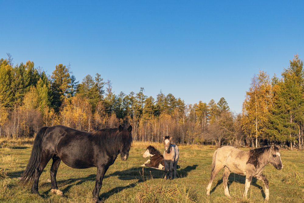 Кобыла и три жеребенка.