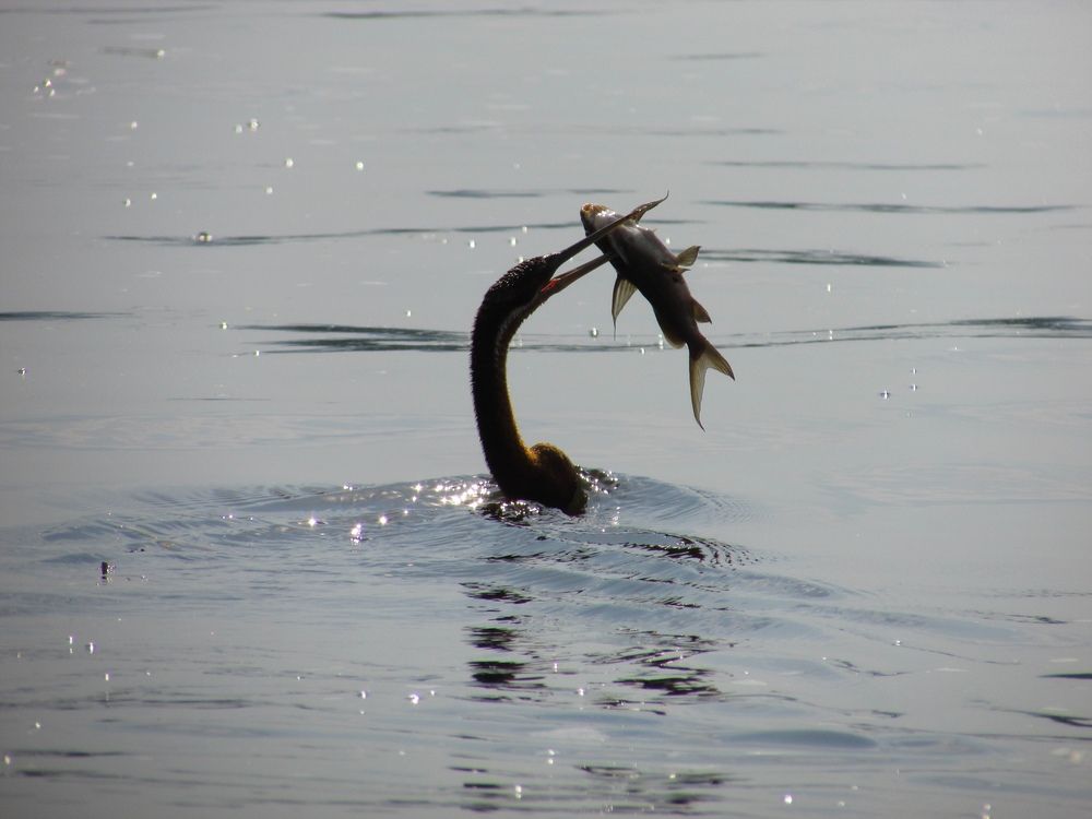Photo #12564183