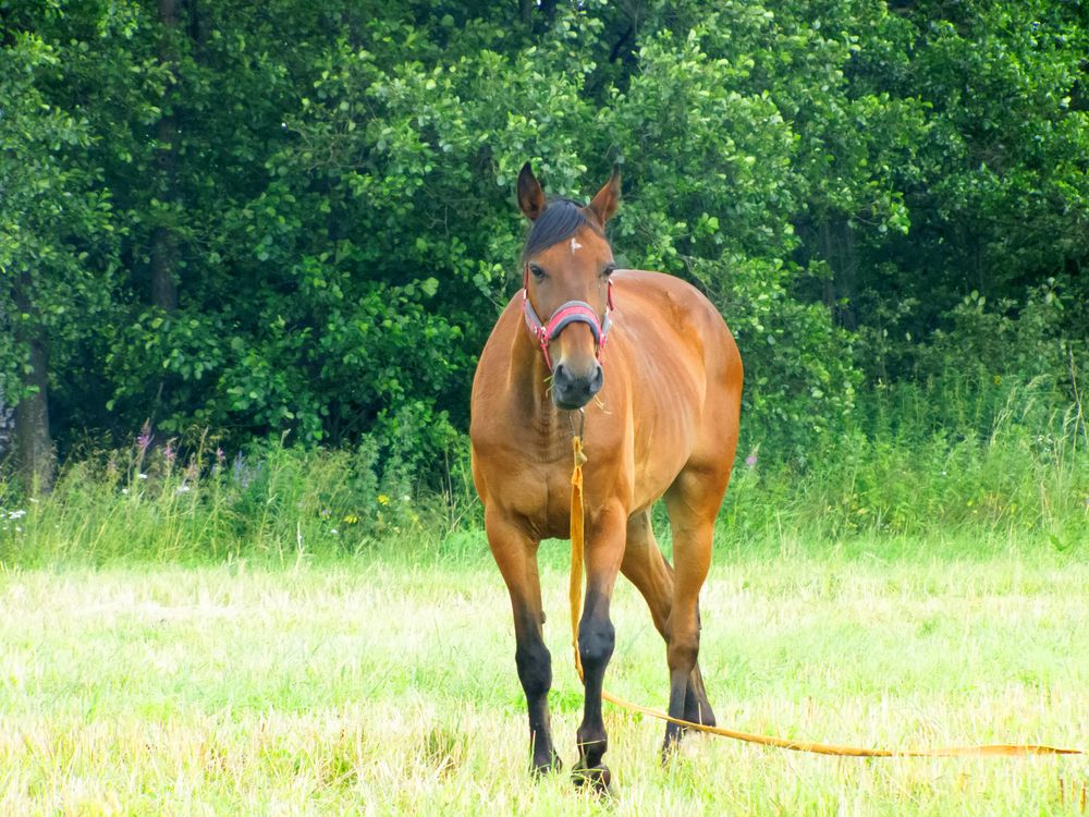Young horse running on the farm field green grass background.