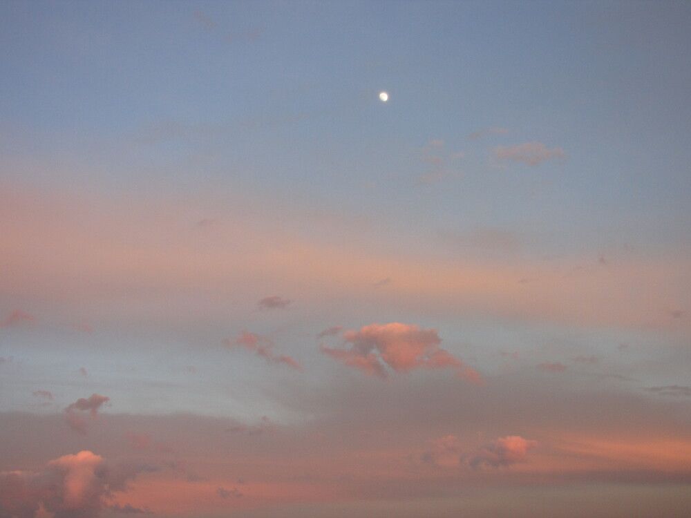 полная луна над деревьями