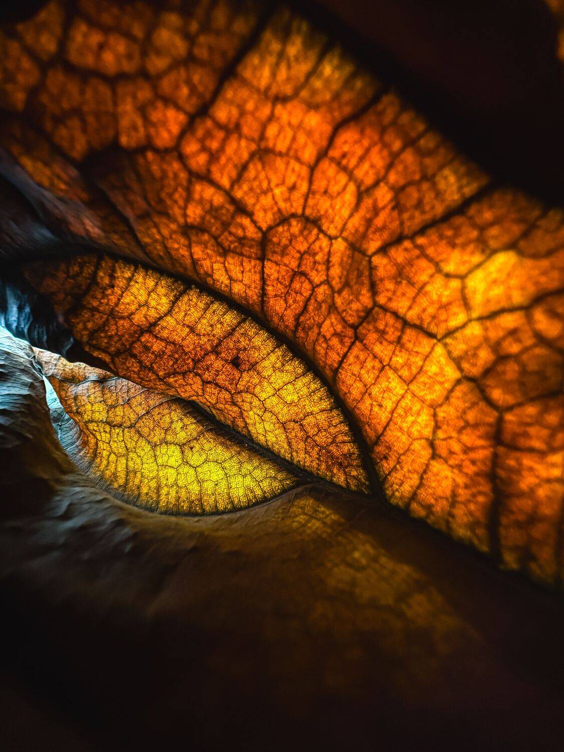 Фотография #12564425