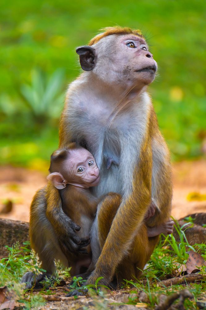 A baby monkey clings to its mother, wrapped in love and protection.
