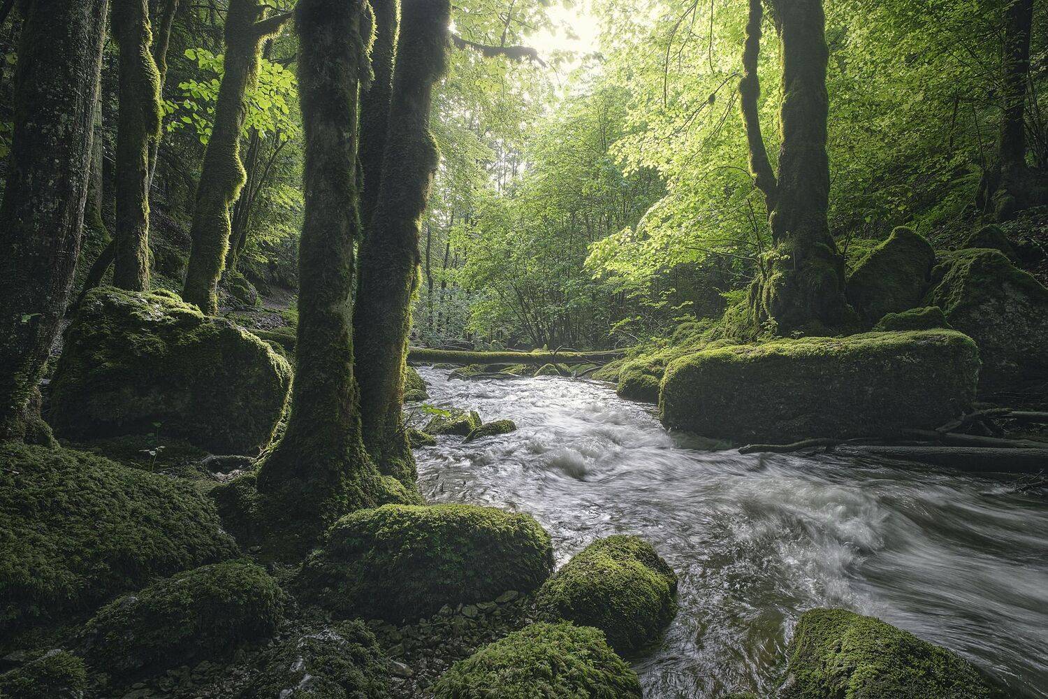 Emerald Sanctuary Emerald Sanctuary