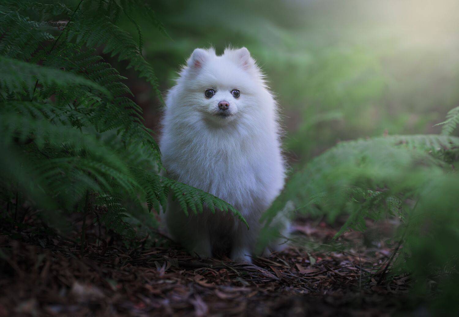 Фотография #12564905