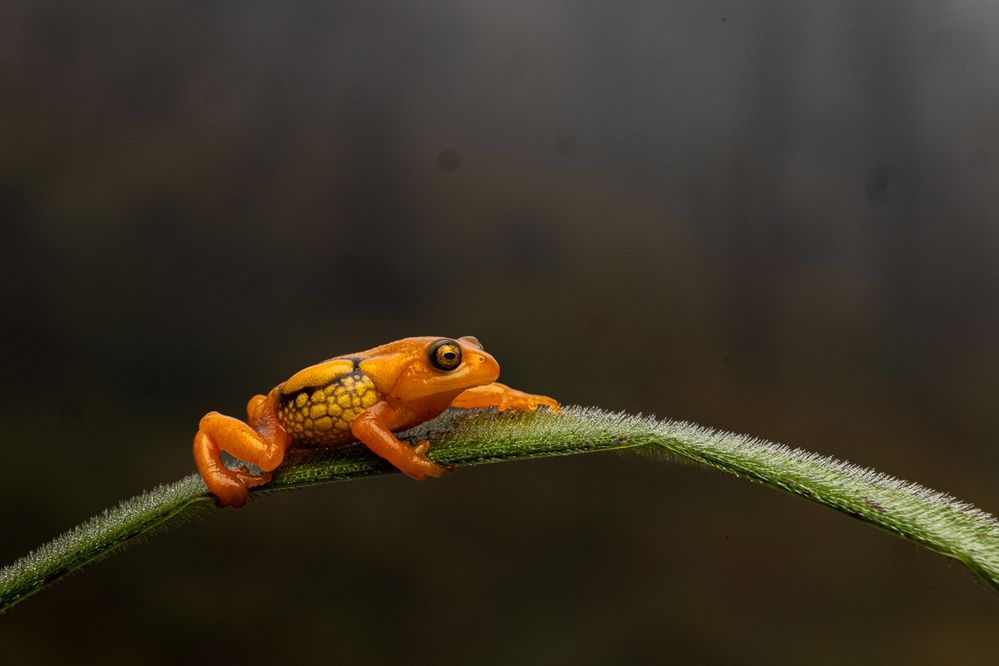 Amber of Shola Grassland