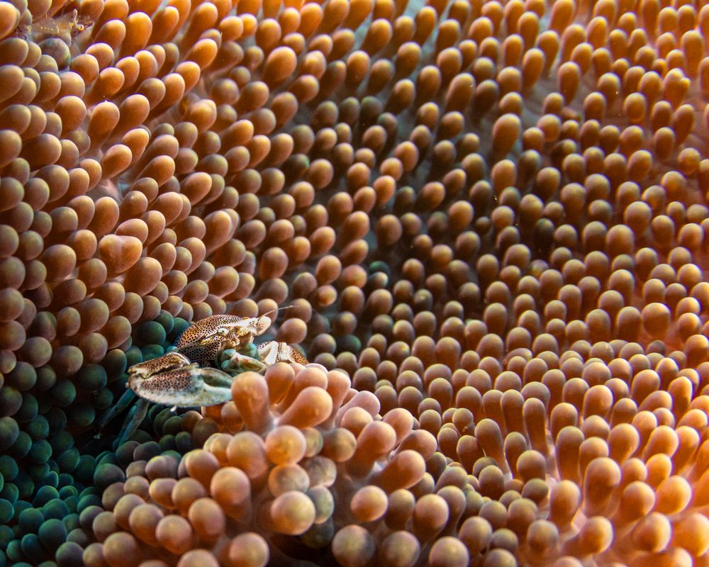 Crab in Coral Embrace