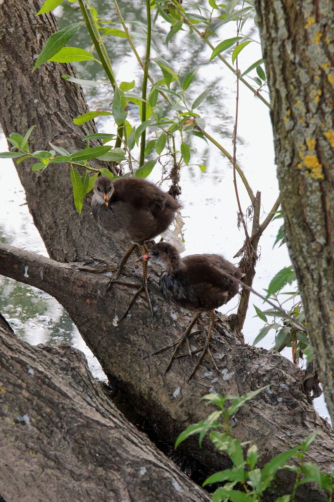 Птенцы камышницы подросли