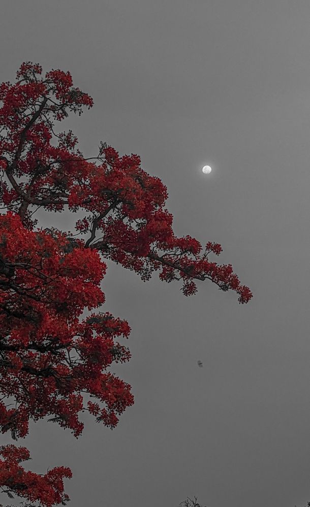 Photograph by SARAVANA MANICKAM