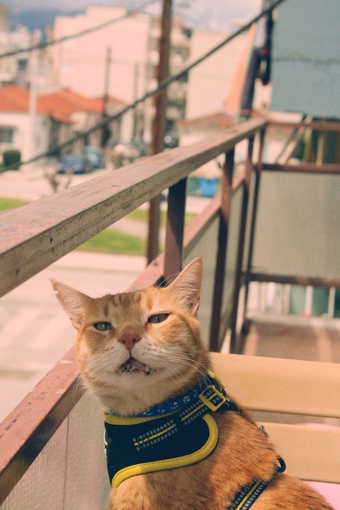 Ginger