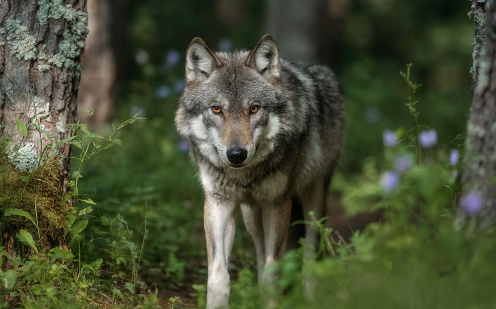 Photograph by Щербакова Юлия