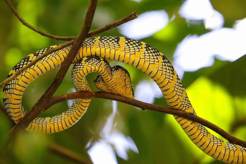 North Sumatra animals