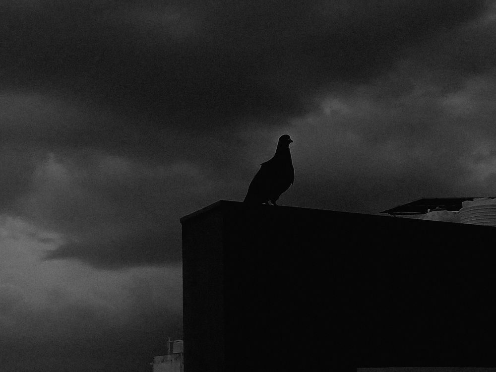 Silhouette of Solitude