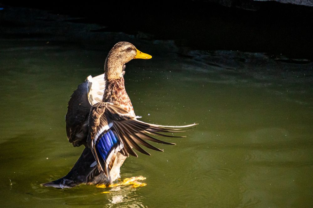 Photograph by Blackwood Richard