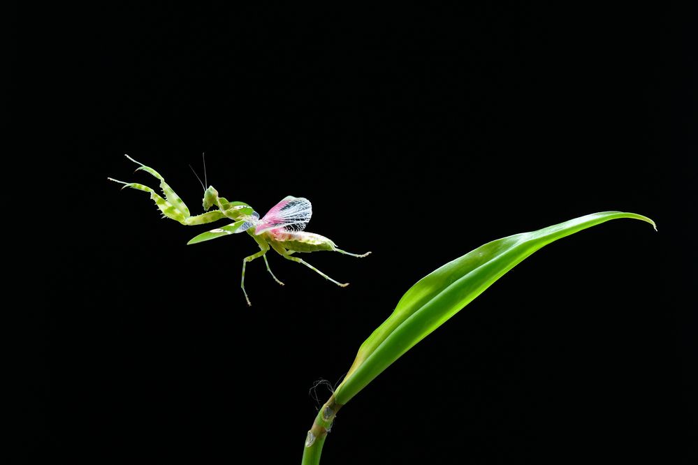 flying mantis