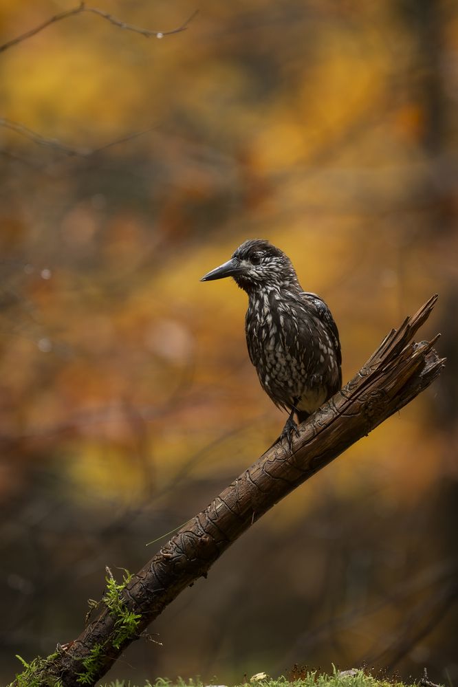 Photograph by Ernestas Balcikonis