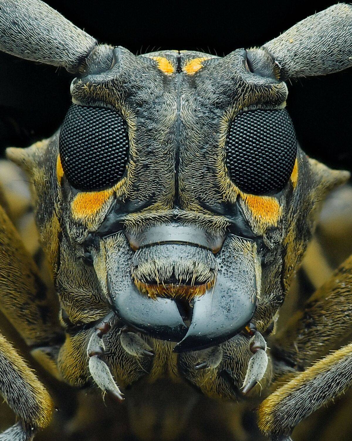 stacking Longhorn bettle stacking Longhorn bettle