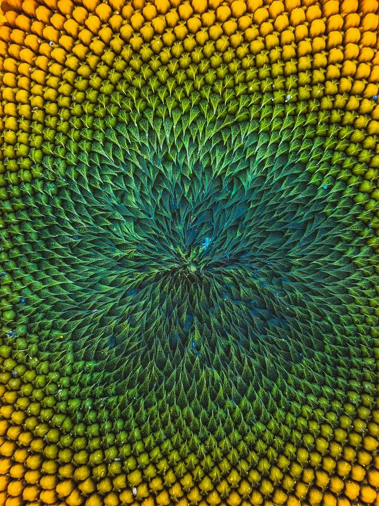 Концентрические окружности