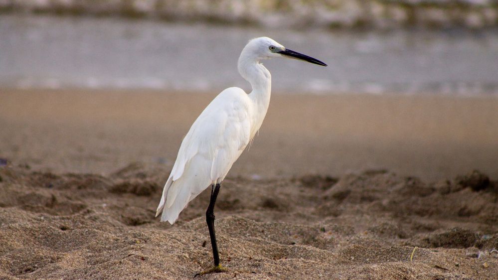 Photograph by Muhammad Radi