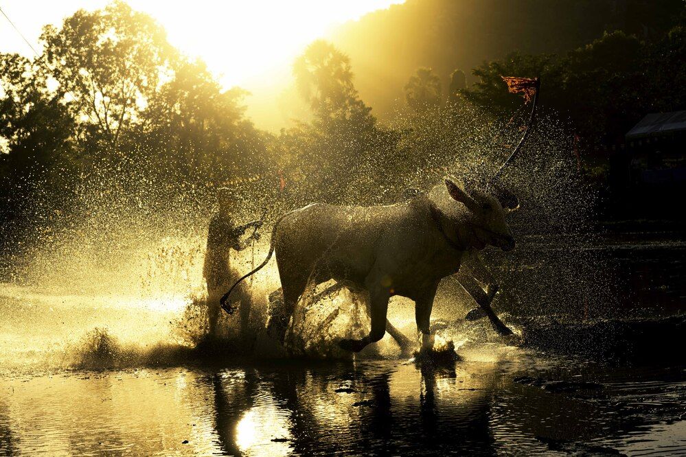 Photograph by TUONG NGUYEN