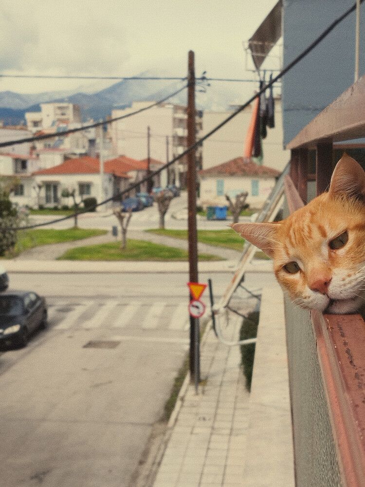 Ginger