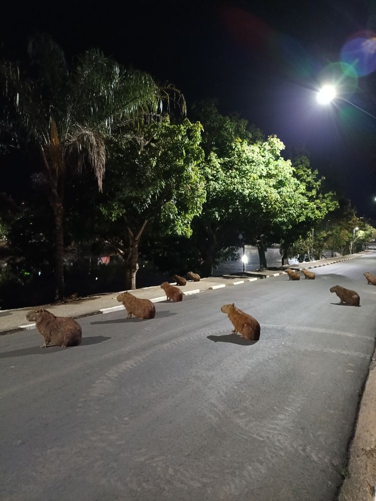 A magia da noite hipnotizando as lindas capivaras.