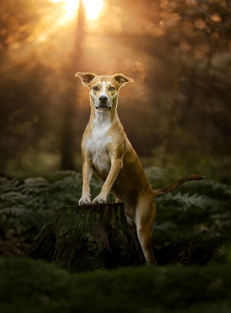 Photograph by Yong Lei van Barlingen