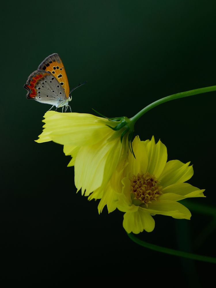 Yellow flower with small copper