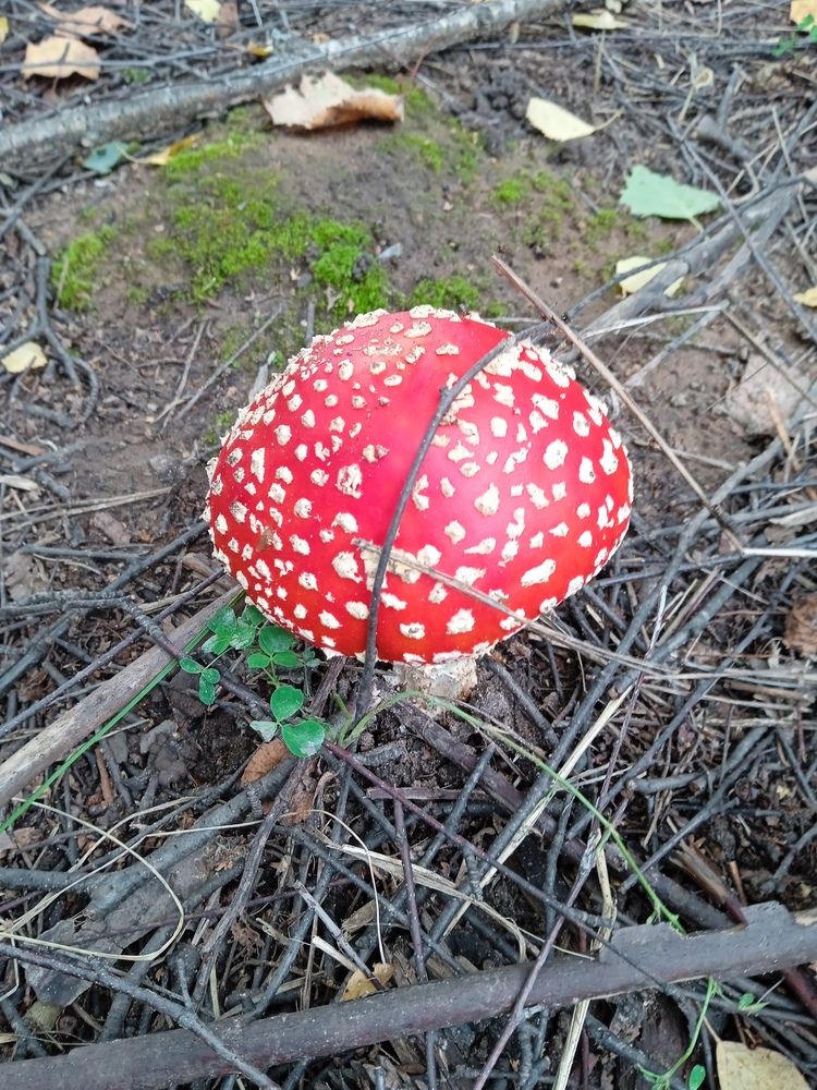 Красавец мухомор