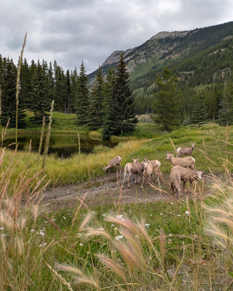 Bighorn Sheep.