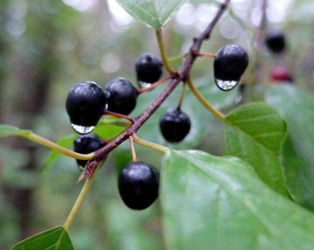 Photograph by Ираида Стародубцева