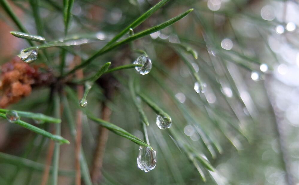 Photograph by Ираида Стародубцева