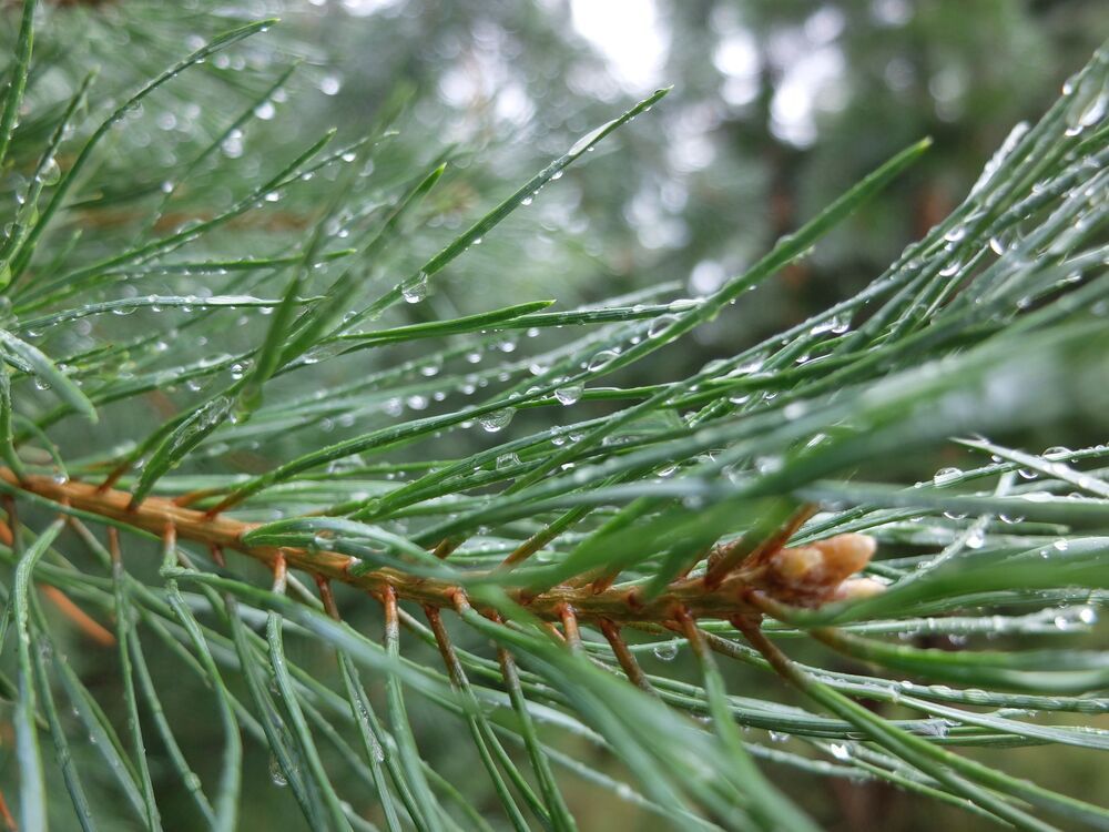 Photograph by Ираида Стародубцева