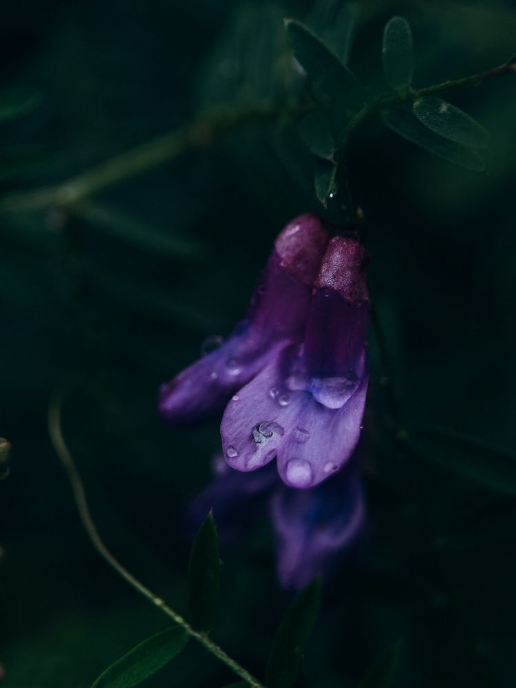 Photograph by ALISA NEZHINSKAYA