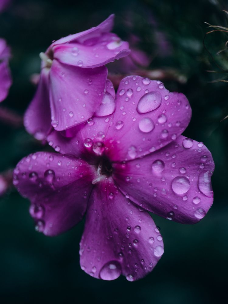 Photograph by ALISA NEZHINSKAYA